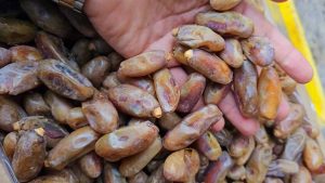 Shahani dates-alnaher